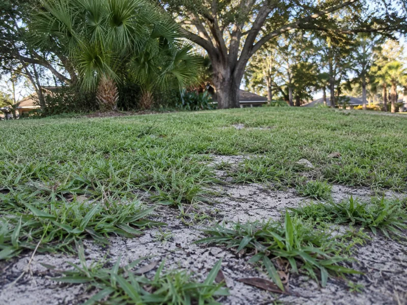 Dry patches on a Haines City lawn where fast-draining Lake Wales Ridge sand holds little water